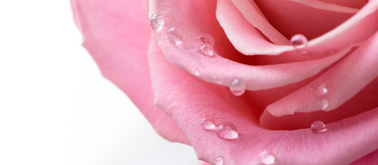 Naklejka premium Drops on petal pink rose close up