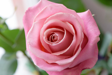 Pink rose close up