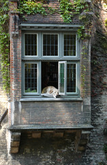 Bruges, chien à la fenêtre