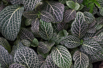 Obraz premium Fittonia tropical leaves