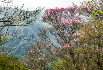 アケボノツツジ　二上山