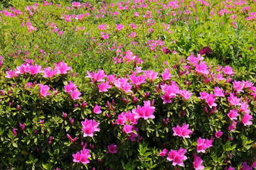 Fototapeta premium azalea