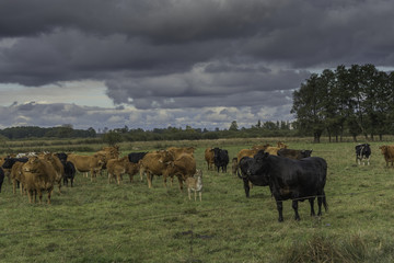 dziki przybysz w stadzie krów © Konrad Kerker