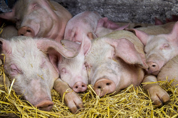 pink pig resting in the hay with your eyes closed