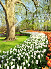 Spring in Amsterdam. Flowers of Keukenhof garden