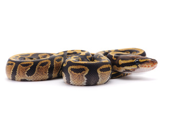 baby ball python isolated on white background