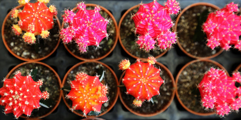 cactus in the small pot in earth ware , small flower shop