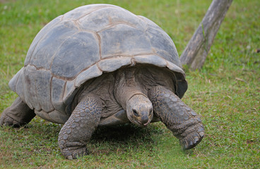 galapagos giant tortoise