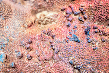 Abstract natural background, colored coral surface