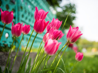 Beautiful view of pink tulips
