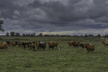 dziki przybysz w stadzie krów © Konrad Kerker