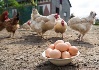 Fresh organic eggs in the plate