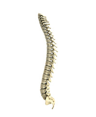 human spine 3d render on white background