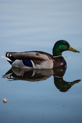 Mallards reflection