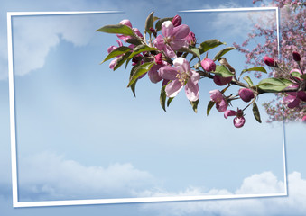 Blossoming apple tree on a background of the sky with a frame