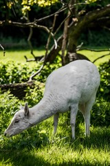 Obraz na płótnie Canvas White deer