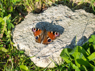 Schmetterling im Grünen
