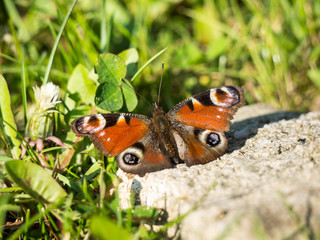 Schmetterling auf einem Stein