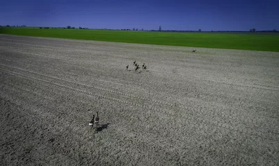 Papier Peint photo autocollant Cerf sarny - stado na polu z lotu ptaka