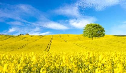 Crédence de cuisine en verre imprimé Campagne Panorama du champ fleuri, colza jaune