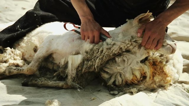 A man is cutting a sheep. Extracts fleece. For the spinning wheel.