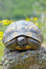 Fototapeta premium Testudo graeca ibera