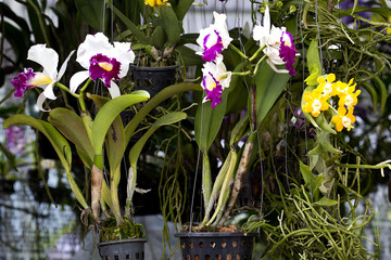 real orchid in the orchid shop