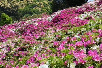 Obraz premium azalea
