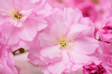 cherry blossom sakura, pink flowers as natural floral background