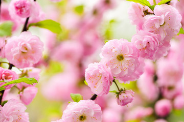 flower of cherry tree or sakura, floral design, japan garden