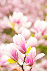 Obraz na płótnie Canvas flower of magnolia tree, floral design, blooming garden