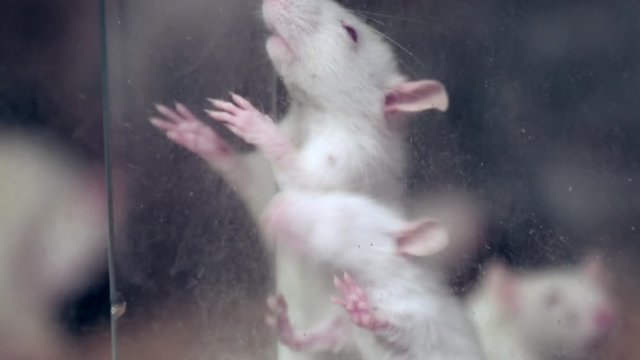 Close up on white laboratory mice