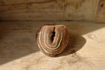 Rotting pear