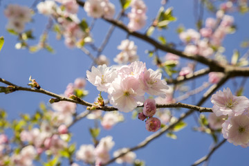 Fototapeta na wymiar Sakura in blossom