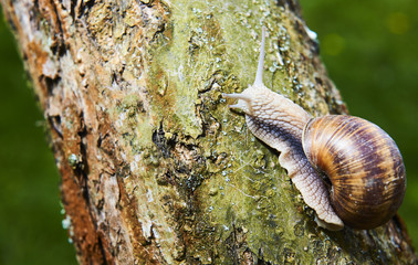 A common garden snail climbing on a stump. Snail balancing on the edge of the old stump.