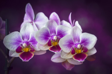Fototapeta na wymiar Orchid Flowers Closeup on Dark Purple Background