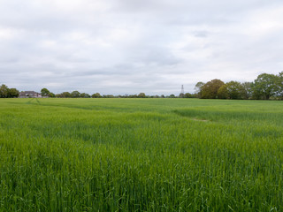 Obraz premium large landscape of fresh crop grassland outside on farm in spring at end of day