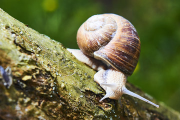A common garden snail climbing on a stump. Snail balancing on the edge of the old stump.