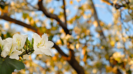 Beautiful spring blossoming tree with soft focus background
