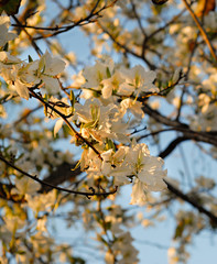 Beautiful spring blossoming tree with soft focus background
