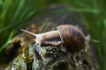 A common garden snail climbing on a stump. Snail balancing on the edge of the old stump.