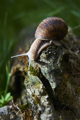 A common garden snail climbing on a stump. Snail balancing on the edge of the old stump.