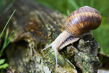 A common garden snail climbing on a stump. Snail balancing on the edge of the old stump.
