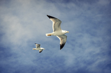 Seagull accompanying the ferry