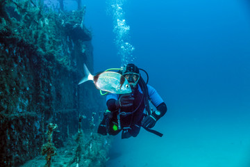 Diver, Wreck and Bream 