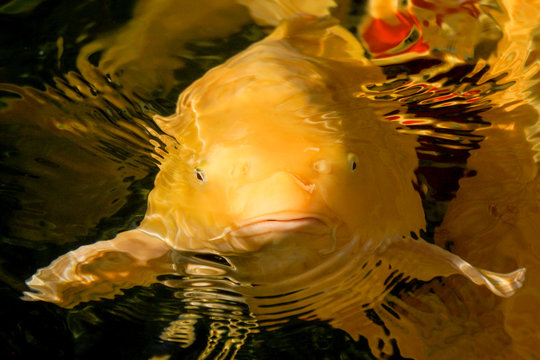 Koi Doits Karashi