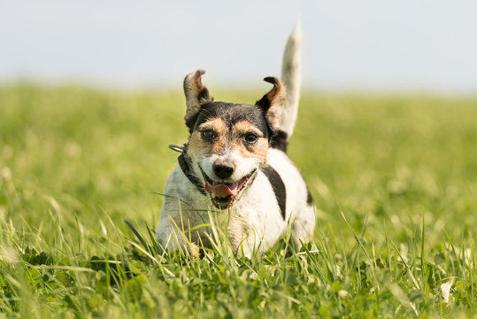 Hund rennt im hohen Gras auf der Wiese - Jack Russell Terrier