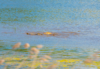 Fototapeta premium Fish along the shore of a lake in wetland in spring 