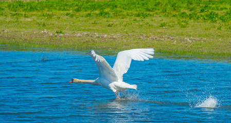 Fototapeta na wymiar Swan flying above a lake in spring