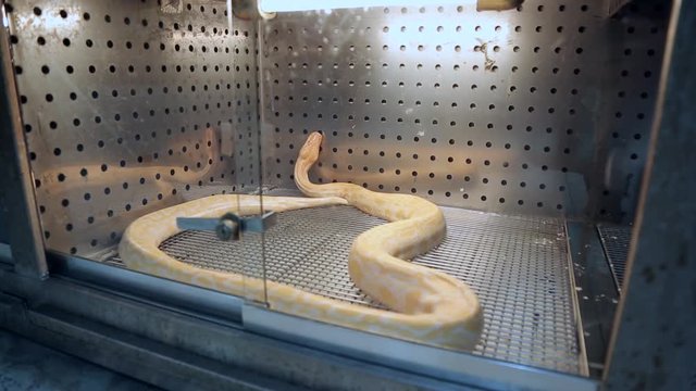 Pale snake in the box
